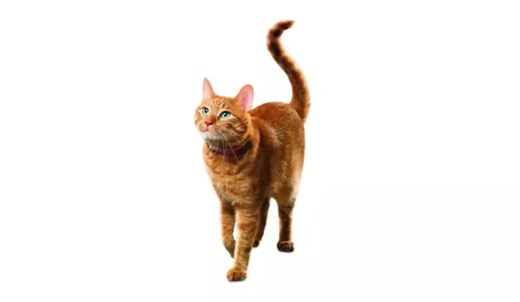 Friskies obrázek 2