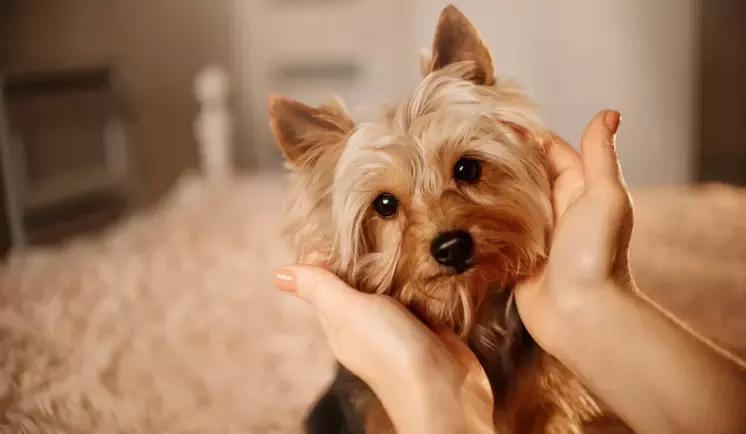 Purina One obrázek 1