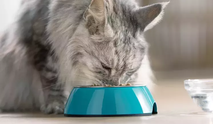 Purina One obrázek 2