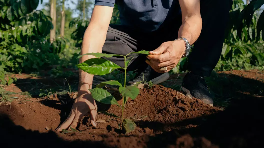Káva pro Nescafé z regenerativního zemědělství